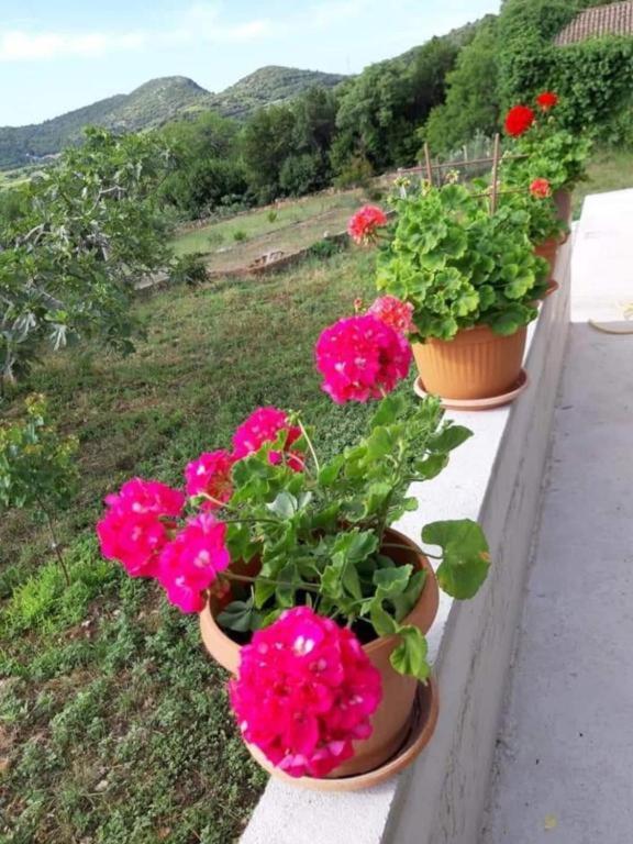 Gardenia House Villa Janjina Dış mekan fotoğraf